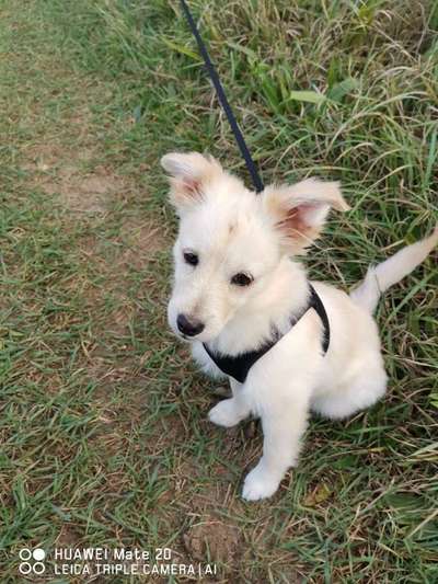 Welpen Bilder !-Beitrag-Bild