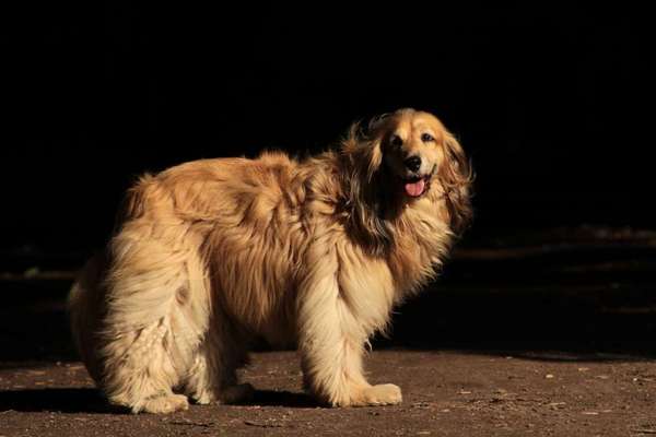 Mischlinge raten - Rätselspaß-Beitrag-Bild