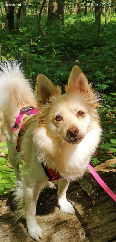 Mischlinge raten - Rätselspaß-Beitrag-Bild