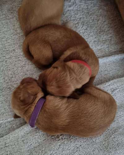 Golden Retriever-Beitrag-Bild