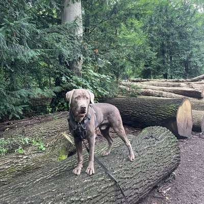 Hundetreffen-Gassirunden an der Leine-Bild