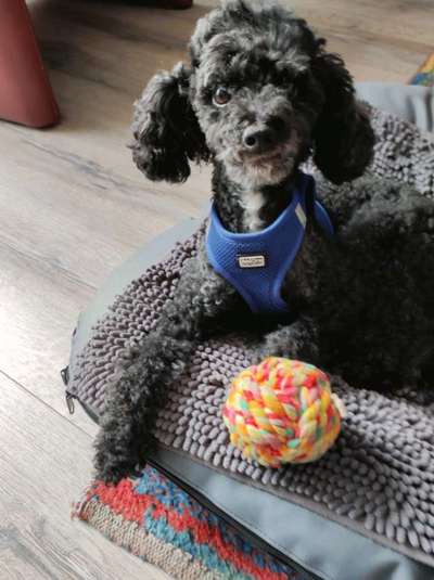 Alles rund um den Pudel-Beitrag-Bild