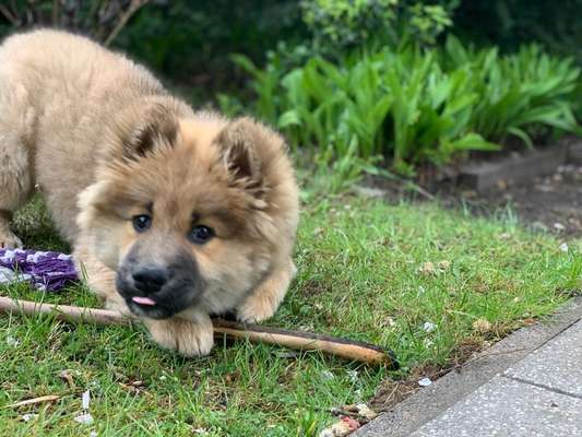 Eurasier hier?-Beitrag-Bild