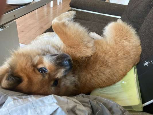 Eurasier hier?-Beitrag-Bild