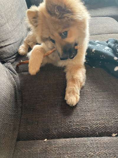 Eurasier-Beitrag-Bild