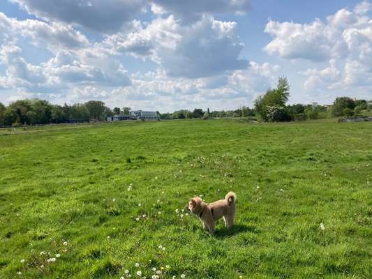 Hundeauslaufgebiet-Ehemaliger Rennplatz-Bild