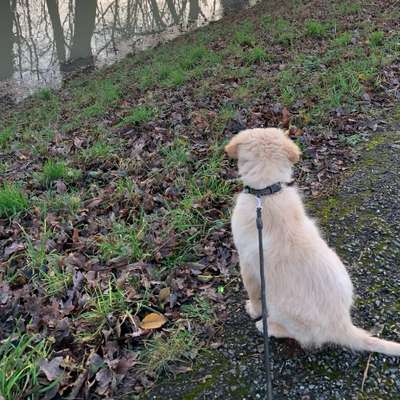 Hundetreffen-Spiel und oder gassi-Bild