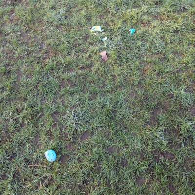 Giftköder-Verteilte ostereier...mutmaßlich-Bild