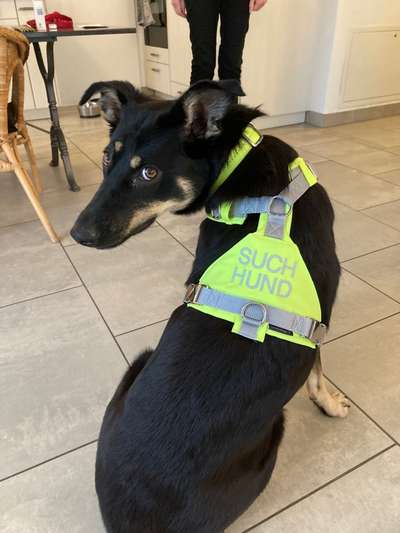 Mantrailing-Beitrag-Bild