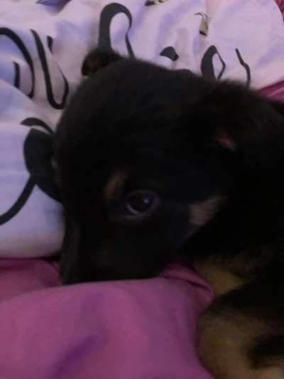 Wie seid ihr zu eurem Welpen gekommen?-Beitrag-Bild