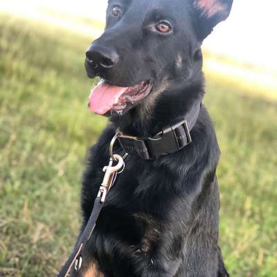 Seelenhunde-Beitrag-Bild