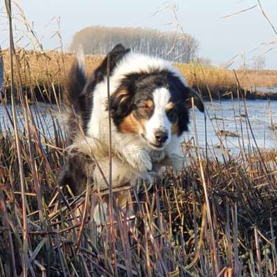 Dogorama-Monats-Challenge-Mai "Wasser"-Beitrag-Bild