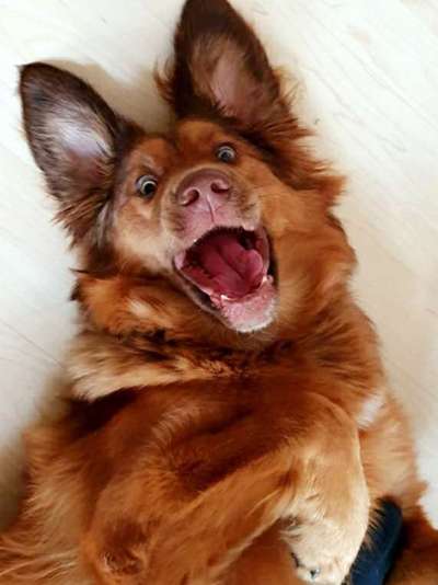 Zeige das lustigste Bild eures Hundis-Beitrag-Bild