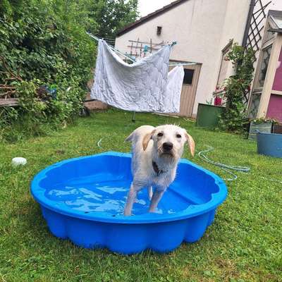 Hundetreffen-Welpentreffen in unserem Garten 🌷-Bild