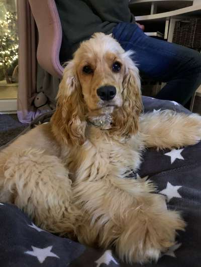 Cocker Spaniel-Beitrag-Bild