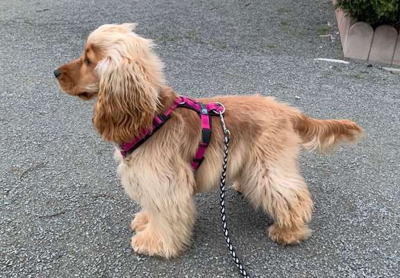 Cocker Spaniel-Beitrag-Bild