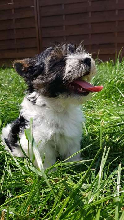 Lieblingsbild von euren Hunden?-Beitrag-Bild