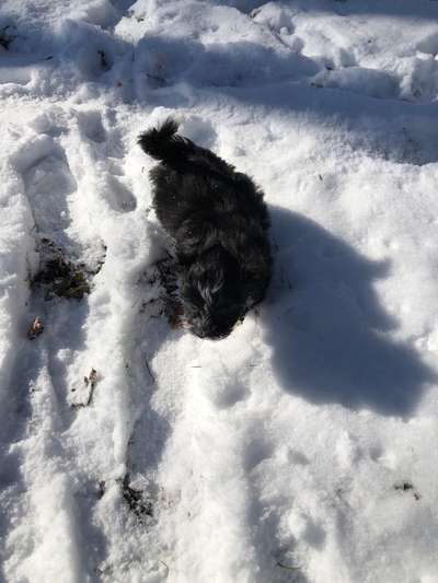 Fotochallenge 61 ~ Schnee-Beitrag-Bild