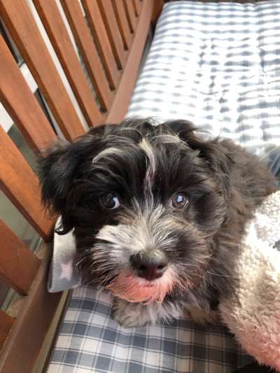 Die besten Hundeblicke 🐾❤️-Beitrag-Bild