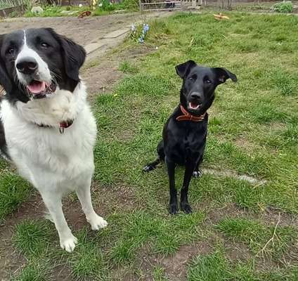 TierschutzhundeStammtisch🐕-Beitrag-Bild