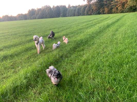 Hundetreffen-Gassi gehen in 90455 Nürnberg (Worzeldorf)-Bild