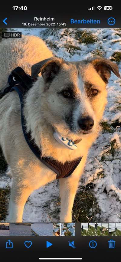 Dogorama Photo Challenge - Winterstimmung-Beitrag-Bild