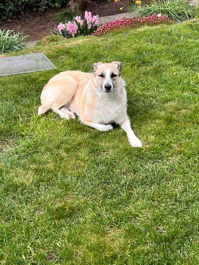 Martin Rütter Webinar – Fragerunde-Beitrag-Bild