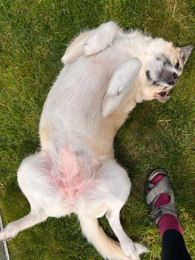 Martin Rütter Webinar – Fragerunde-Beitrag-Bild