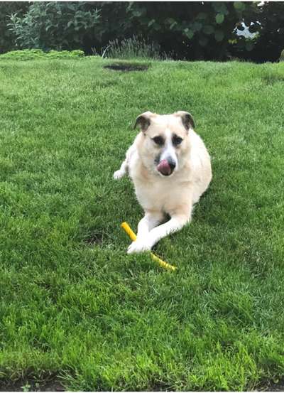 Mischlingshunde Foto Aufruf-Beitrag-Bild