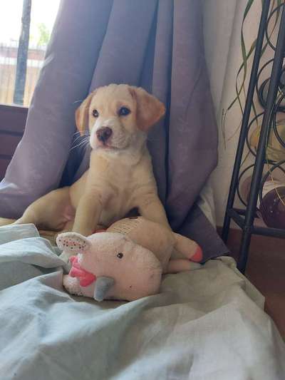 Welpen Bilder !-Beitrag-Bild