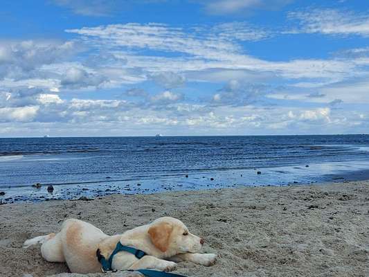 Fotochallenge No. 26                                     Wald und Wiese-Beitrag-Bild