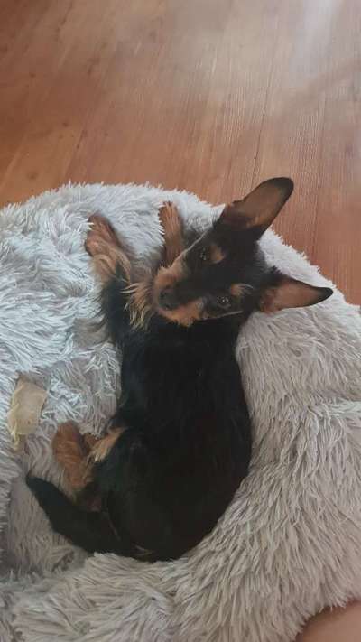 Yorkshire Terrier-Beitrag-Bild