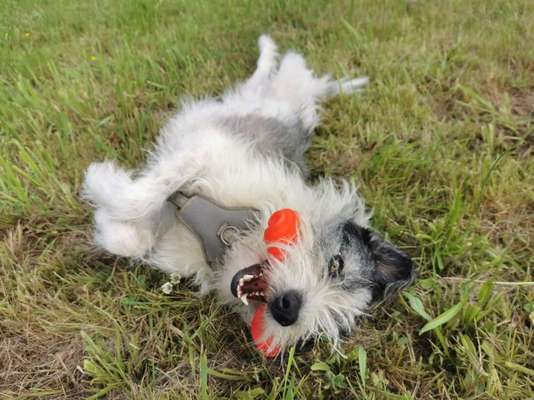Fotosammlung: ,,Der natürliche Hund" Unbearbeitet, ungestellt und in Natura-Beitrag-Bild