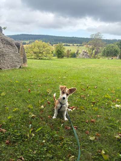 Hundetreffen-Hundekontakt - Spielerunde-Bild