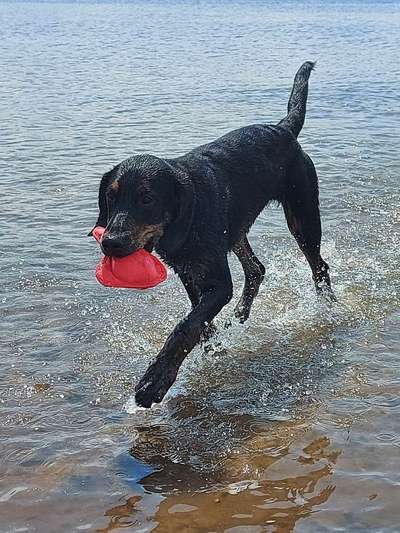 Dogorama-Monats-Challenge-Mai "Wasser"-Beitrag-Bild