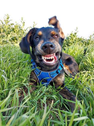 Lustigsten Grimassen von euren Hunden-Beitrag-Bild