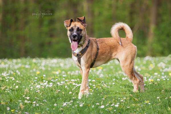 Unsere Fellnasen-Vielfalt im Überblick!-Beitrag-Bild