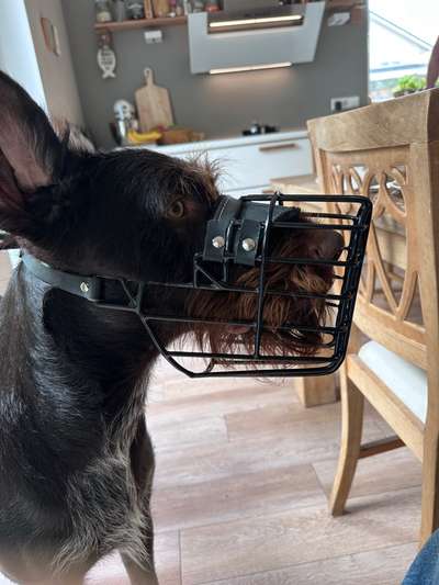 Wie sitzt mein Maulkorb / Maulkorb-Beratung-Beitrag-Bild