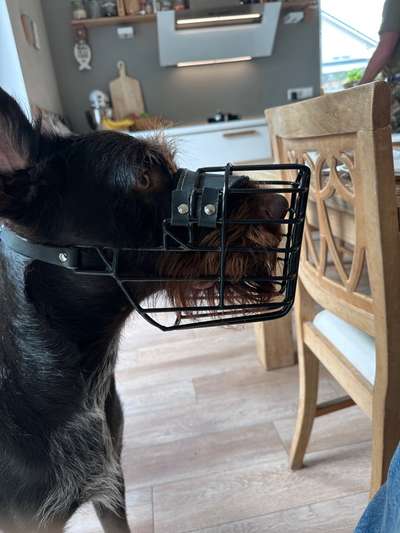 Wie sitzt mein Maulkorb / Maulkorb-Beratung-Beitrag-Bild