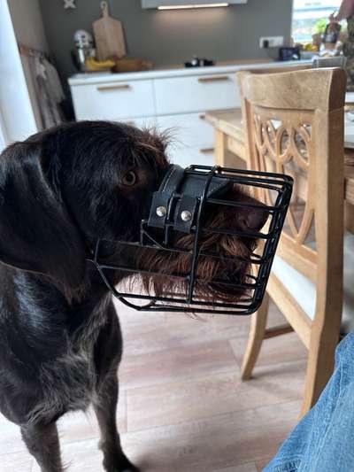 Wie sitzt mein Maulkorb / Maulkorb-Beratung-Beitrag-Bild