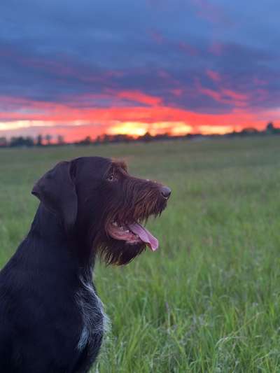 Wie sitzt mein Maulkorb / Maulkorb-Beratung-Beitrag-Bild