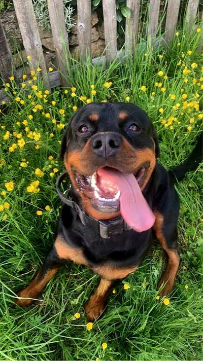 Rottweiler-Beitrag-Bild
