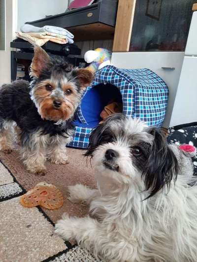 Bester Freund, Hundekumpel - zeigt her!-Beitrag-Bild