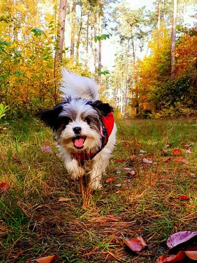 Die Dogorama Kalender Challenge Teil 1/4-Beitrag-Bild