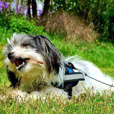 Die Dogorama Monats Challenge "Es grünt und blüht"-Beitrag-Bild