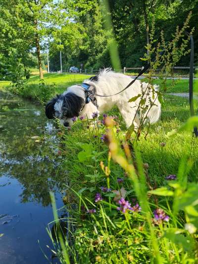 Die Dogorama Kalender Challenge 4/4-Beitrag-Bild