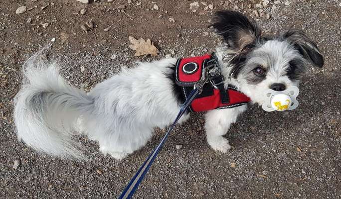 Hier ist der Spaßthread. Zum Schmunzeln und Kaputtlachen-Beitrag-Bild