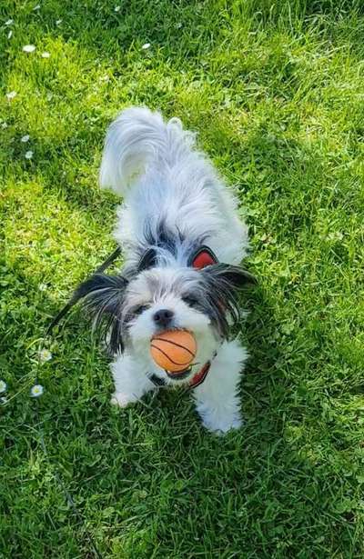 Lieblingsbild von euren Hunden?-Beitrag-Bild