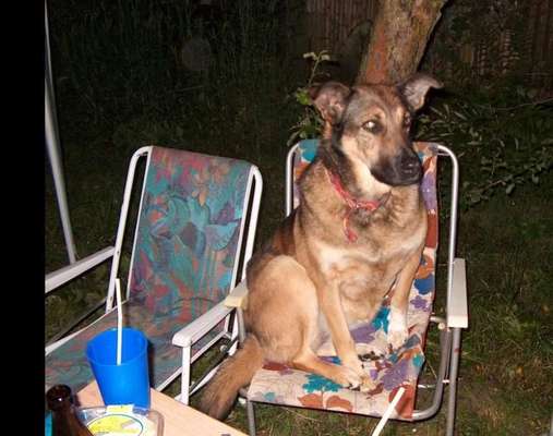 Schäferhund-Beitrag-Bild