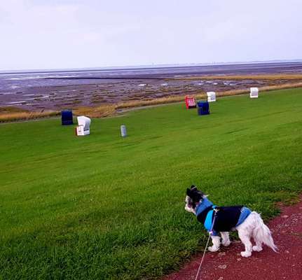 Fotochallenge 37- Sommerfeeling-Beitrag-Bild